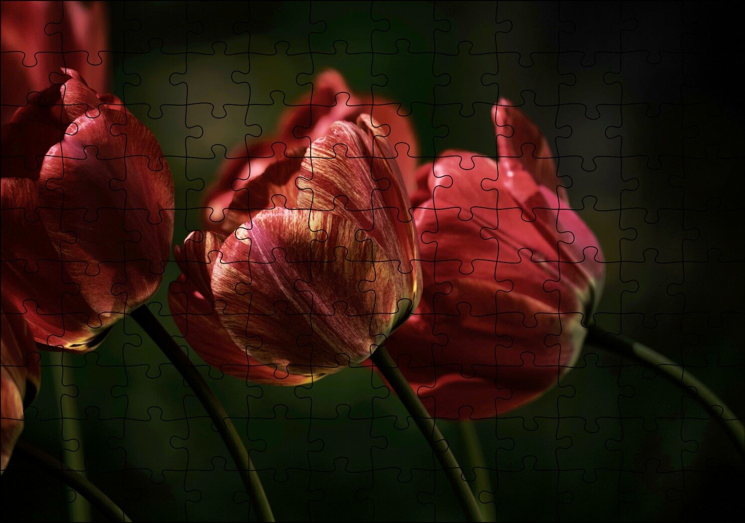 Kırmızı Gelincikler Karanlık Arka Plan Puzzle Yapboz MDF Ahşap