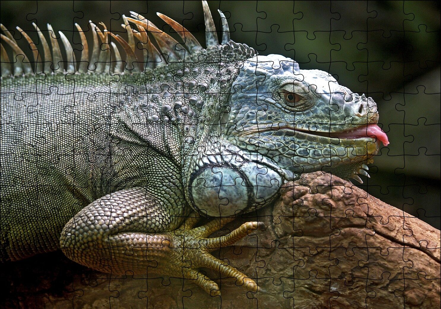 Dalın Üzerinde Dinlenen İguana Puzzle Yapboz MDF Ahşap