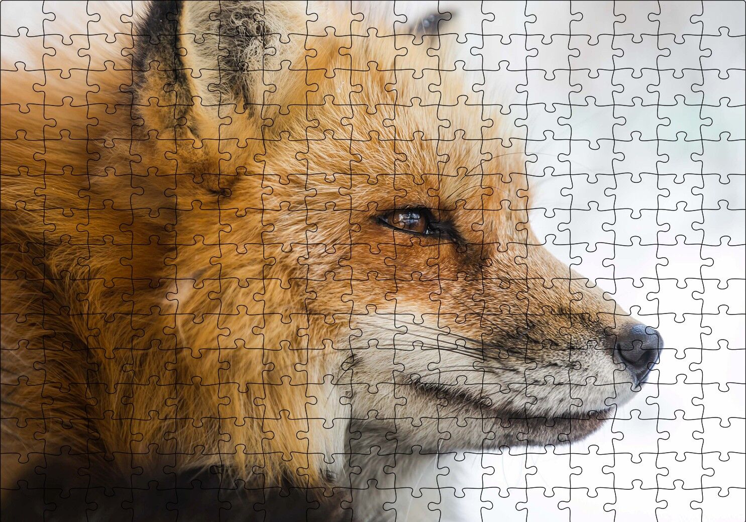 Uzakları İzleyen Kızıl Tilki Yakın Çekim Puzzle Yapboz MDF Ahşap 255 Parça 34 cm X 49 cm