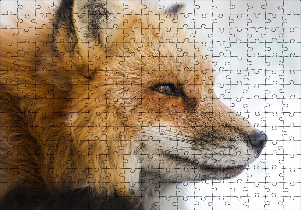 Uzakları İzleyen Kızıl Tilki Yakın Çekim Puzzle Yapboz MDF Ahşap 255 Parça 34 cm X 49 cm