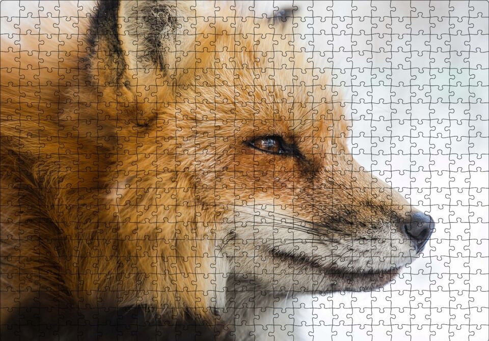 Uzakları İzleyen Kızıl Tilki Yakın Çekim Puzzle Yapboz MDF Ahşap 500 Parça 49 cm X 68 cm