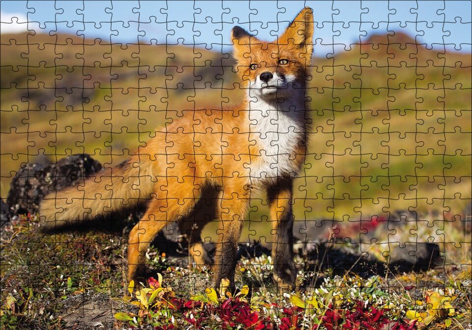 Kızıl Tilki Puzzle Yapboz MDF Ahşap 255 Parça 34 cm X 49 cm
