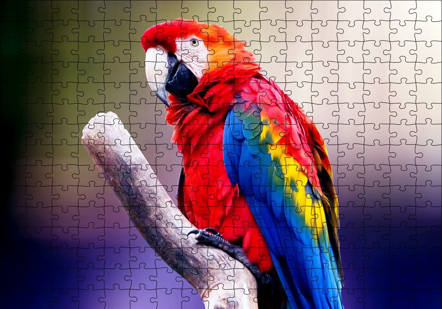 Kırmızı Tüylü Papağan Puzzle Yapboz MDF Ahşap 255 Parça 34 cm X 49 cm
