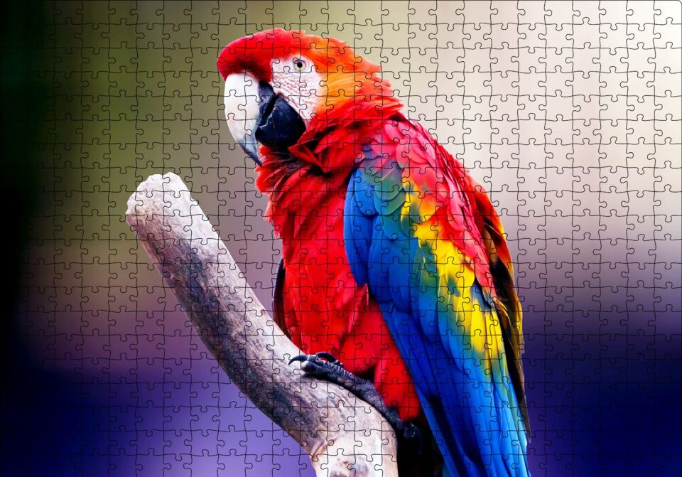 Kırmızı Tüylü Papağan Puzzle Yapboz MDF Ahşap 500 Parça 49 cm X 68 cm
