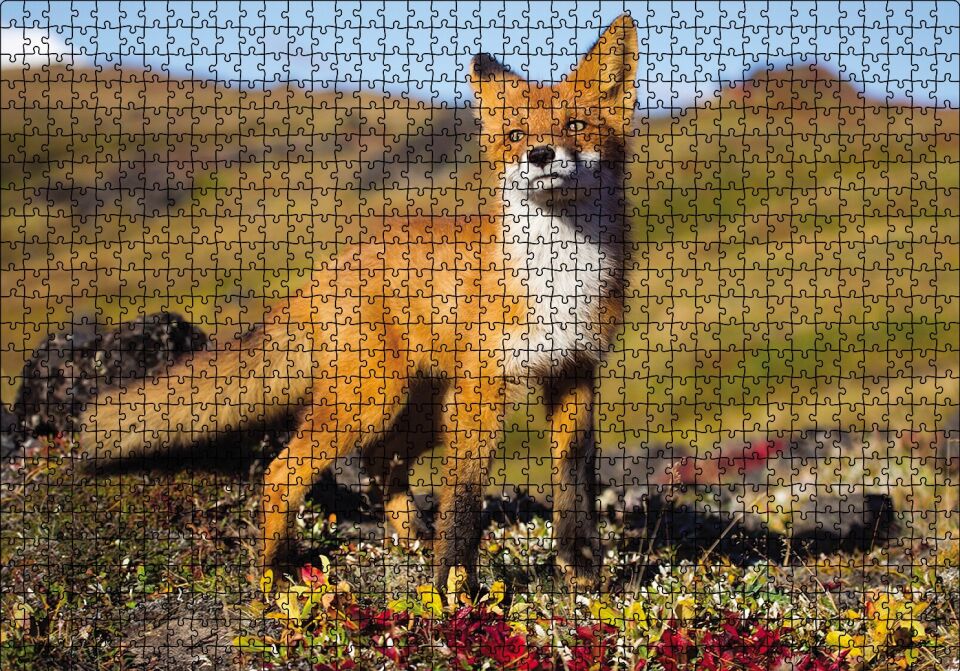 Kızıl Tilki Puzzle Yapboz MDF Ahşap 1000 Parça 49 cm X 68 cm