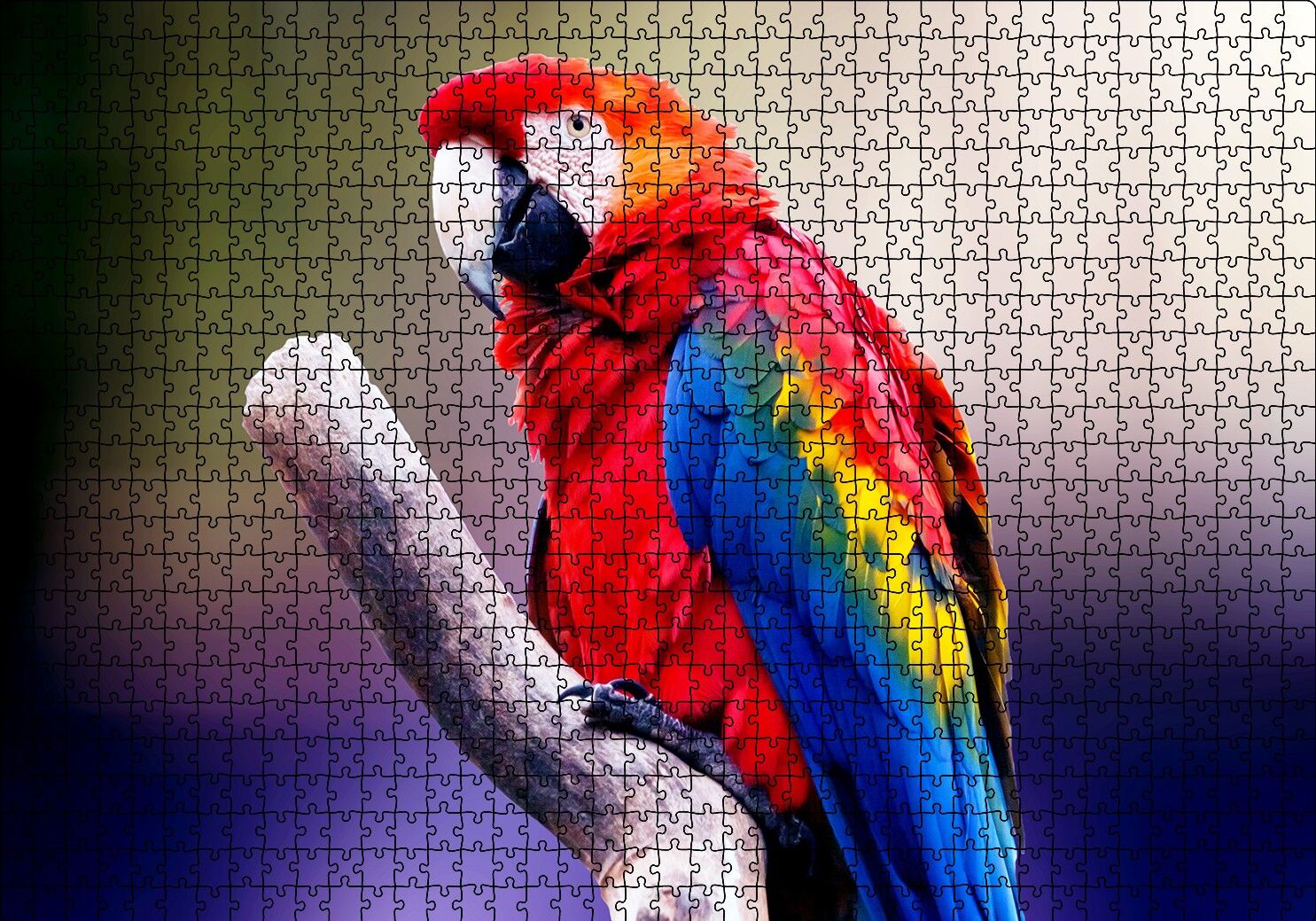 Kırmızı Tüylü Papağan Puzzle Yapboz MDF Ahşap 1000 Parça 49 cm X 68 cm
