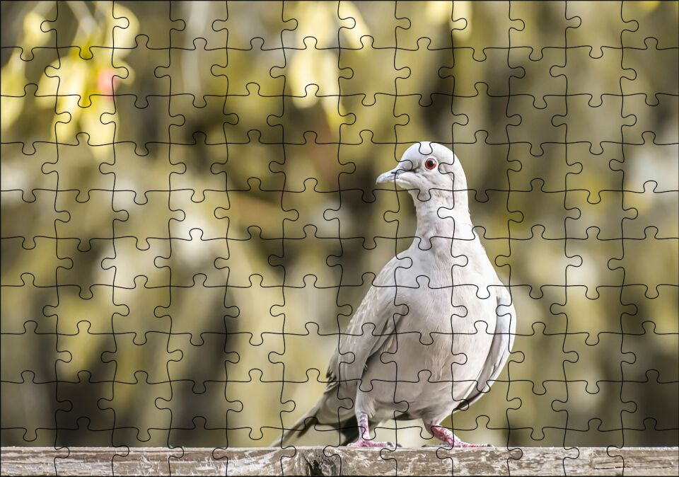 Kütük Üzerinde Gri Kumru Flu Arka Plan Puzzle Yapboz MDF Ahşap