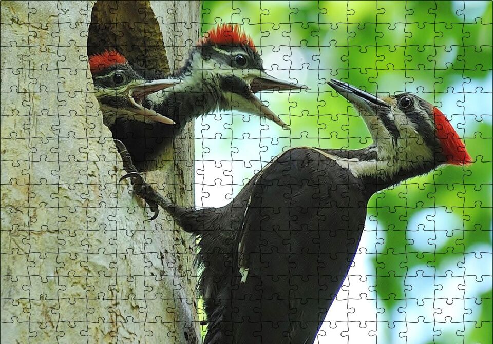 Ağaçkakan ve Yuvada Aç Yavruları Puzzle Yapboz MDF Ahşap 255 Parça 34 cm X 49 cm