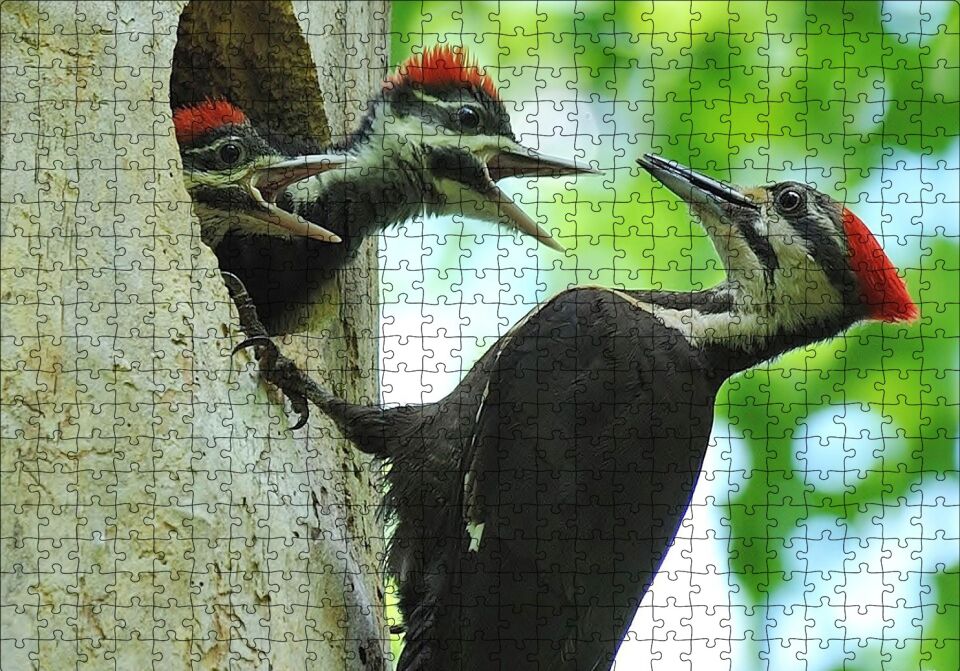 Ağaçkakan ve Yuvada Aç Yavruları Puzzle Yapboz MDF Ahşap 500 Parça 49 cm X 68 cm