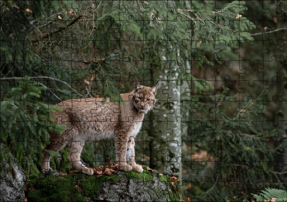 Ormanda Yosunlu Kayanın Üzerindeki Vaşak Puzzle Yapboz MDF Ahşap