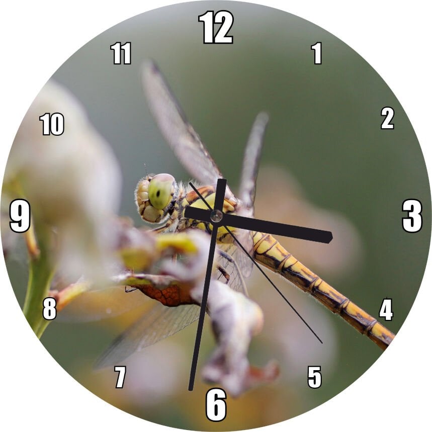 Daldaki Yusufçuk Yakın Çekim Mdf Ahşap Duvar Saati