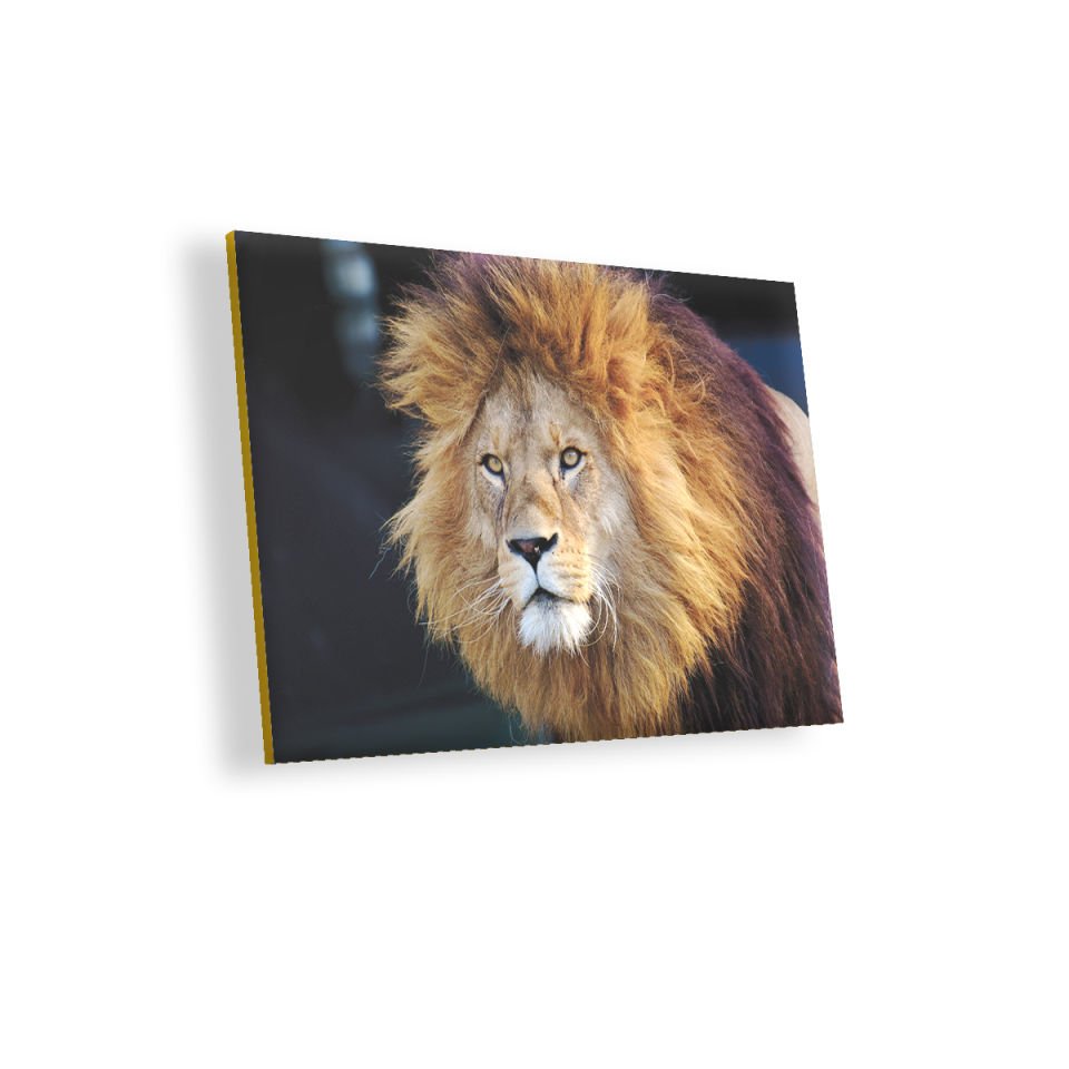 Aslan Kral MDF Akşap Duvar Tablo 35x50 cm