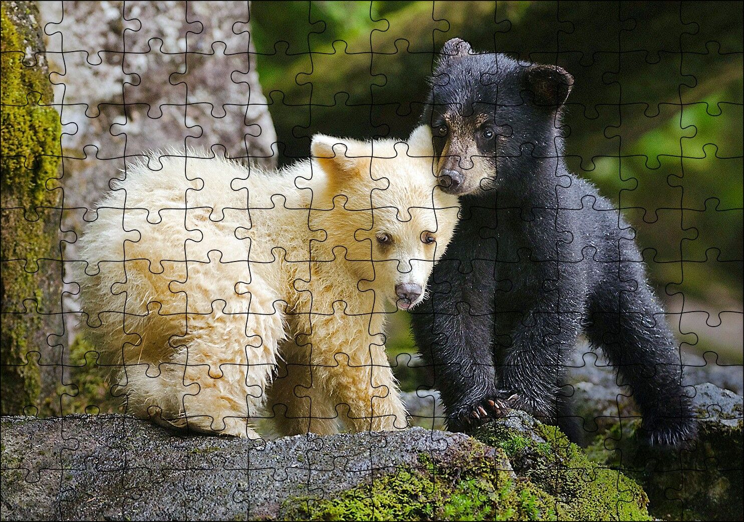Ormanda Sarı Ve Siya Ayı Yavruları Görseli Puzzle Yapboz MDF Ahşap