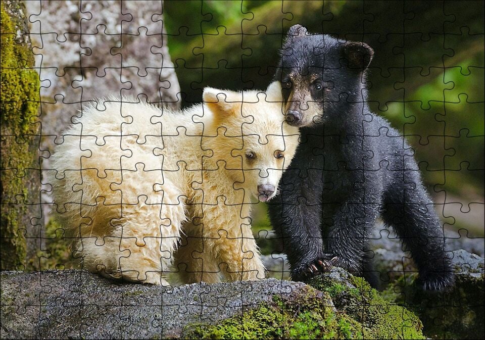 Ormanda Sarı Ve Siya Ayı Yavruları Görseli Puzzle Yapboz MDF Ahşap