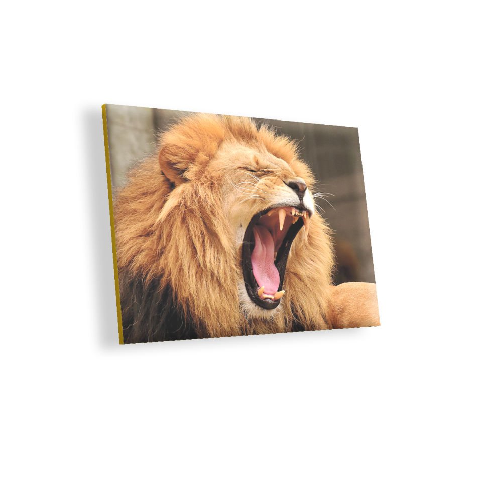 Aslan Esneyen MDF Akşap Duvar Tablo 35x50 cm