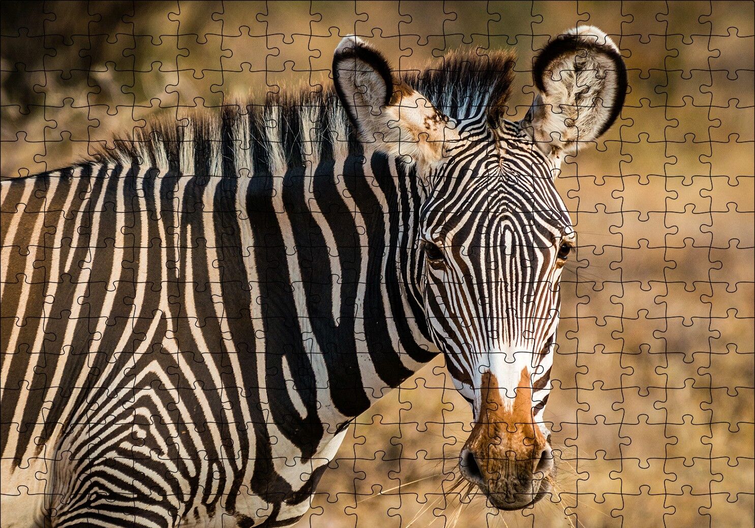 Zebra ve Muhteşem Dalgalı Şeritleri Puzzle Yapboz MDF Ahşap 255 Parça 34 cm X 49 cm