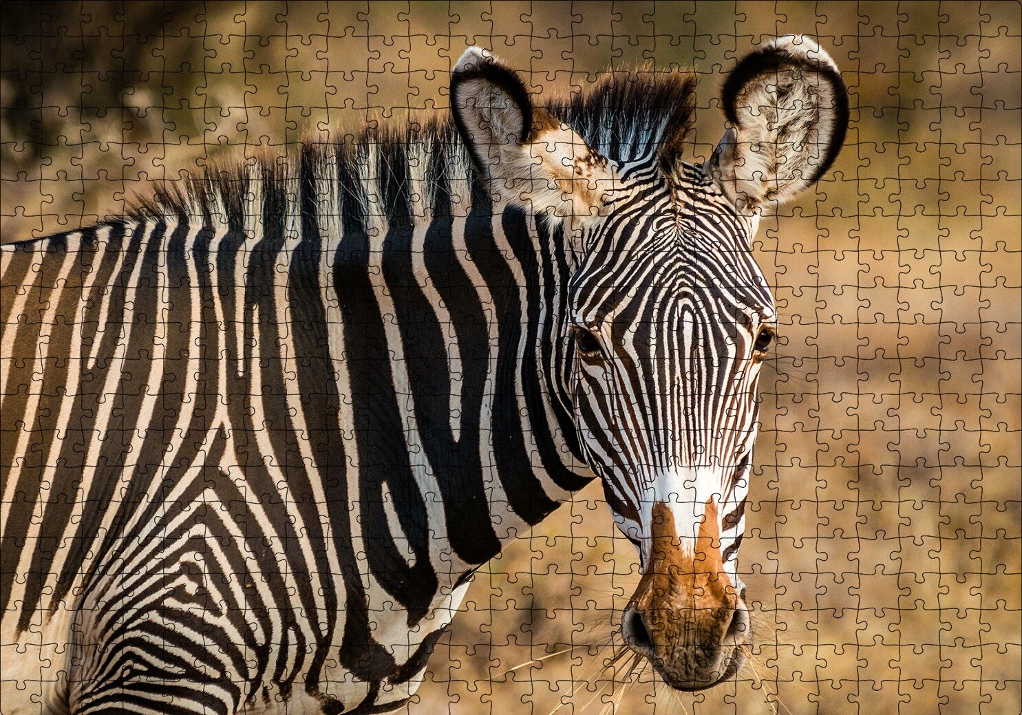 Zebra ve Muhteşem Dalgalı Şeritleri Puzzle Yapboz MDF Ahşap 500 Parça 49 cm X 68 cm