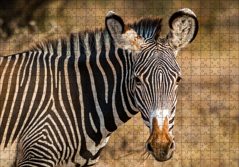 Zebra ve Muhteşem Dalgalı Şeritleri Puzzle Yapboz MDF Ahşap 500 Parça 49 cm X 68 cm