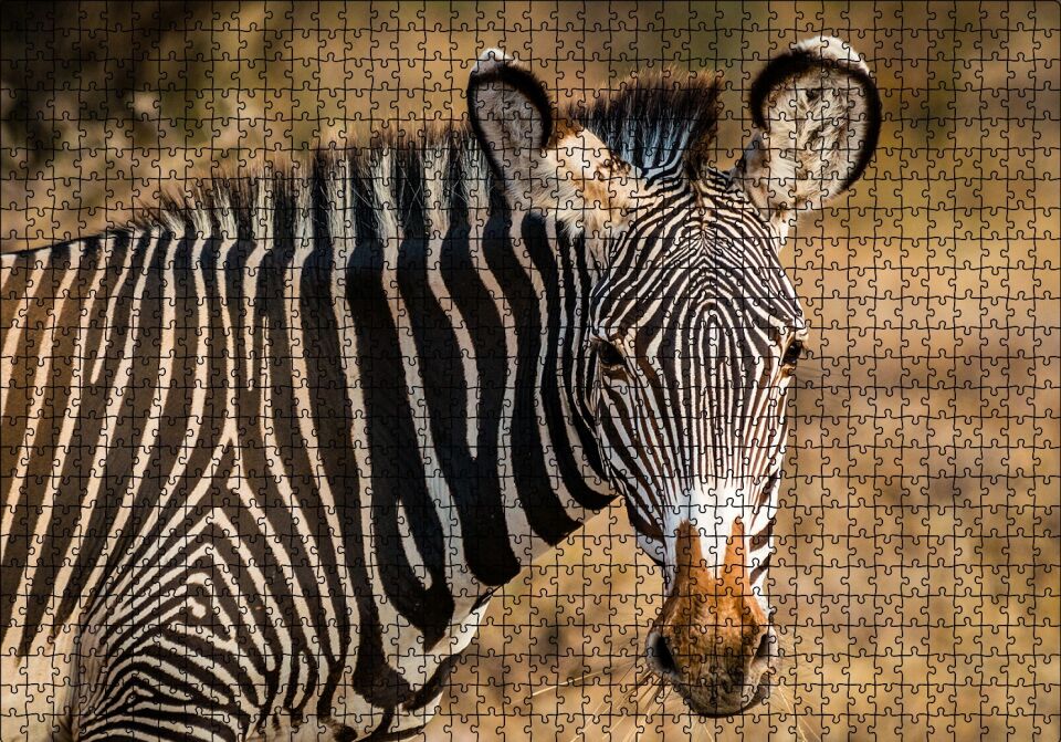 Zebra ve Muhteşem Dalgalı Şeritleri Puzzle Yapboz MDF Ahşap 1000 Parça 49 cm X 68 cm