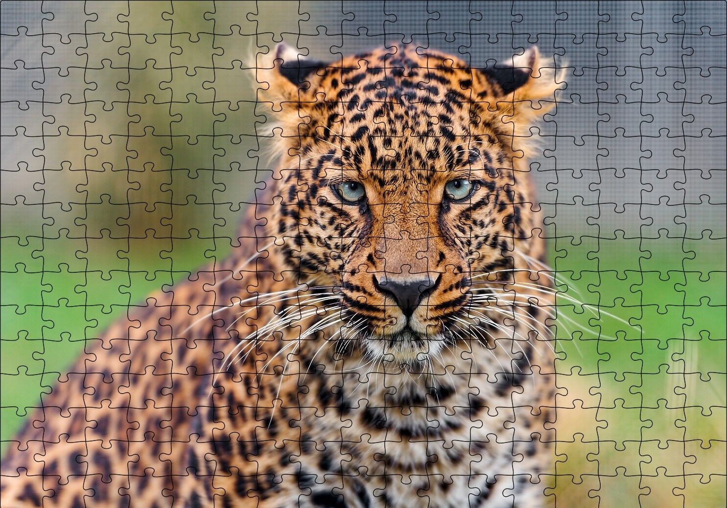 Genç Leopar Puzzle Yapboz MDF Ahşap 255 Parça 34 cm X 49 cm