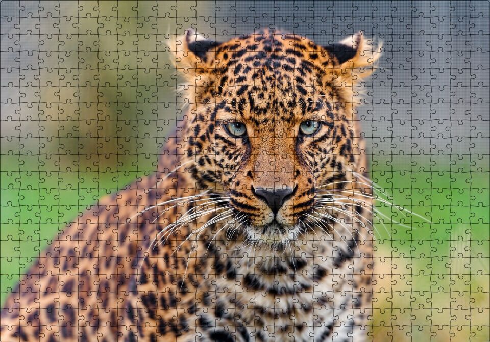 Genç Leopar Puzzle Yapboz MDF Ahşap 500 Parça 49 cm X 68 cm