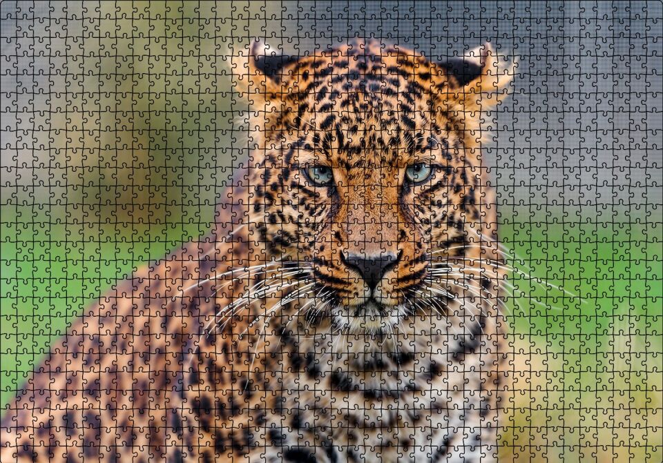 Genç Leopar Puzzle Yapboz MDF Ahşap 1000 Parça 49 cm X 68 cm