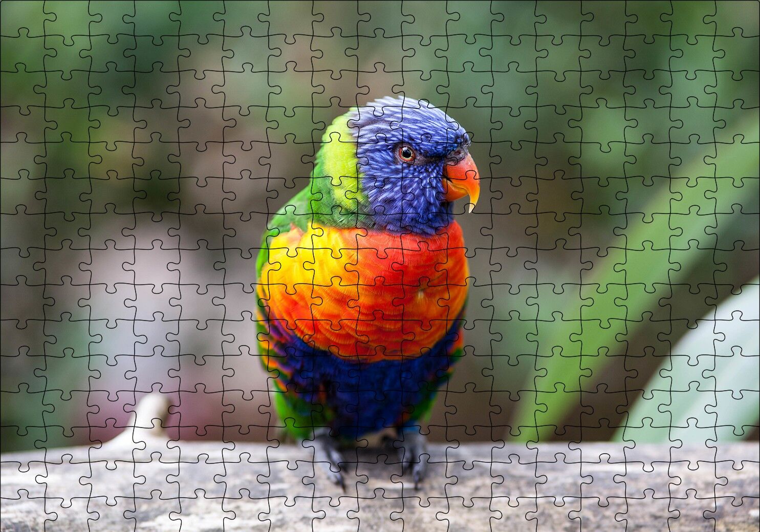 Gökkuşağı Lorikeet Papağanı Puzzle Yapboz MDF Ahşap 255 Parça 34 cm X 49 cm