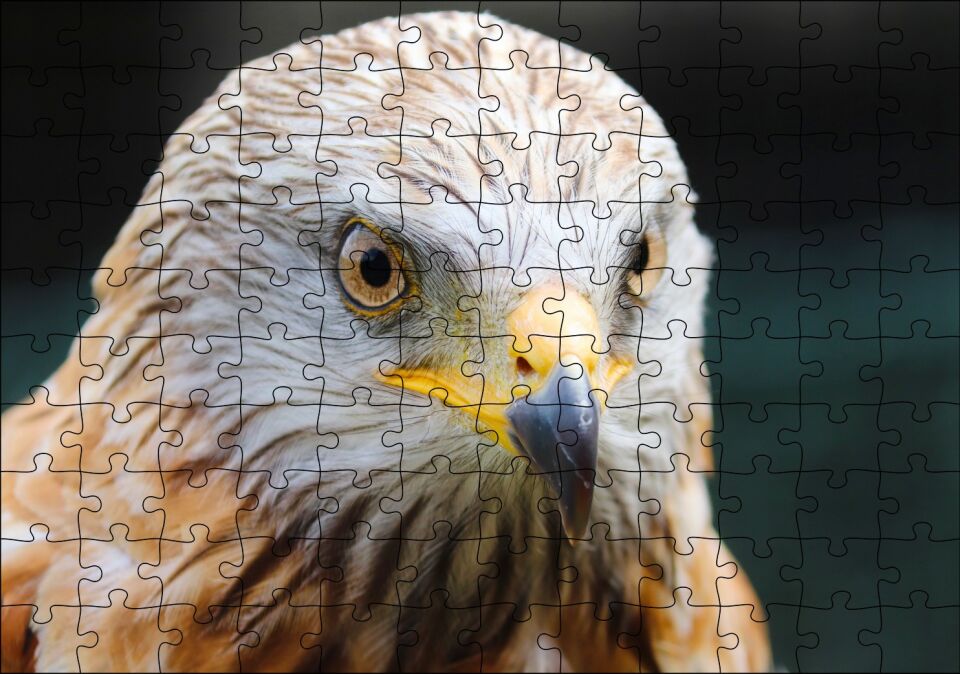 Şahin Keskin Gözler Yakın Çekim Puzzle Yapboz MDF Ahşap