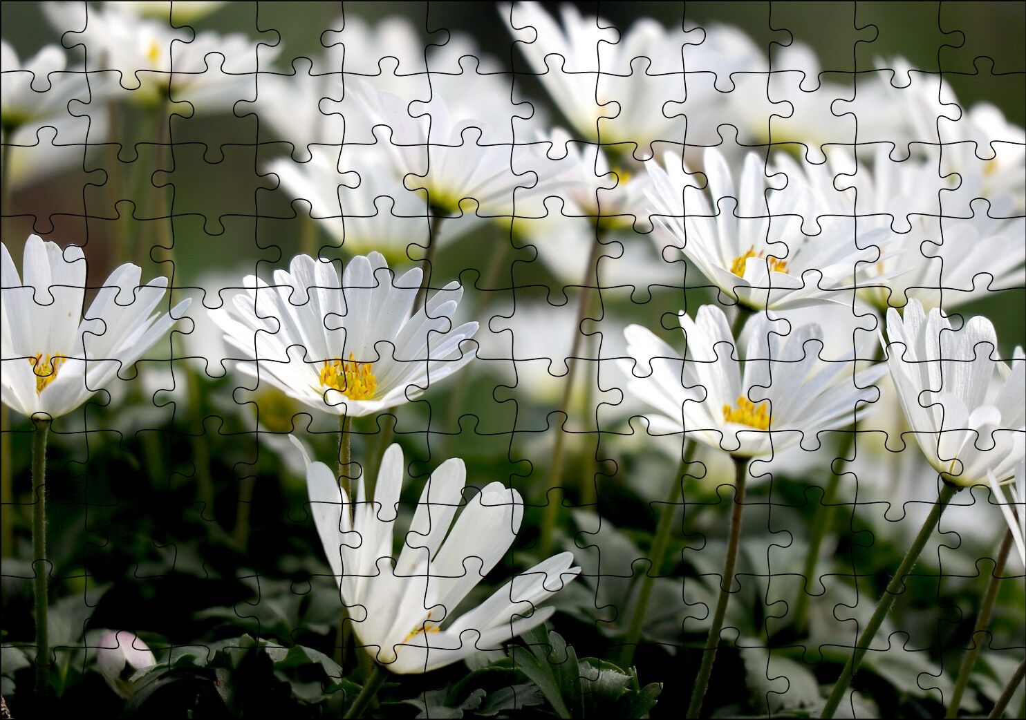 Taçlı Beyaz Dağ Laleleri Yakın Çekim Puzzle Yapboz MDF Ahşap