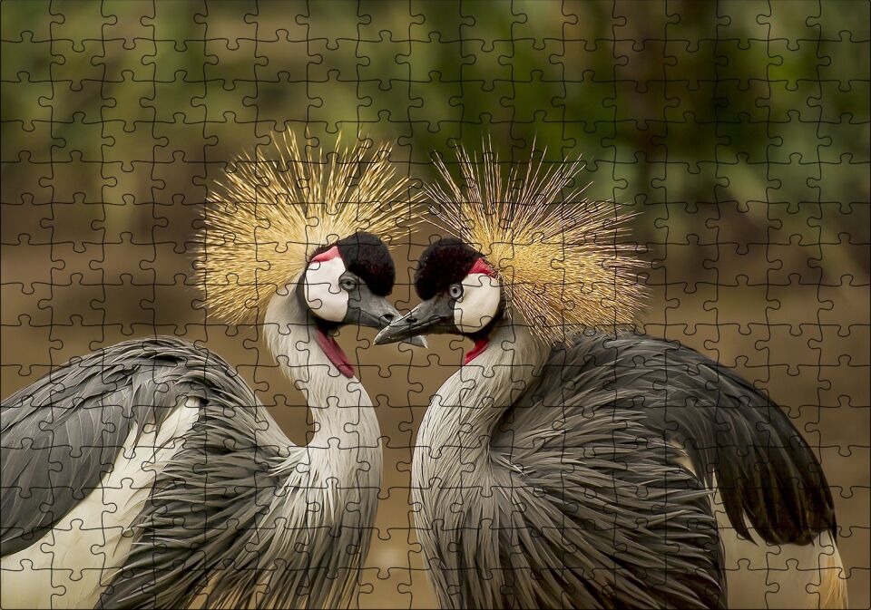 Gri Vinçler Taç Kuşları Görsel Puzzle Yapboz MDF Ahşap 255 Parça 34 cm X 49 cm