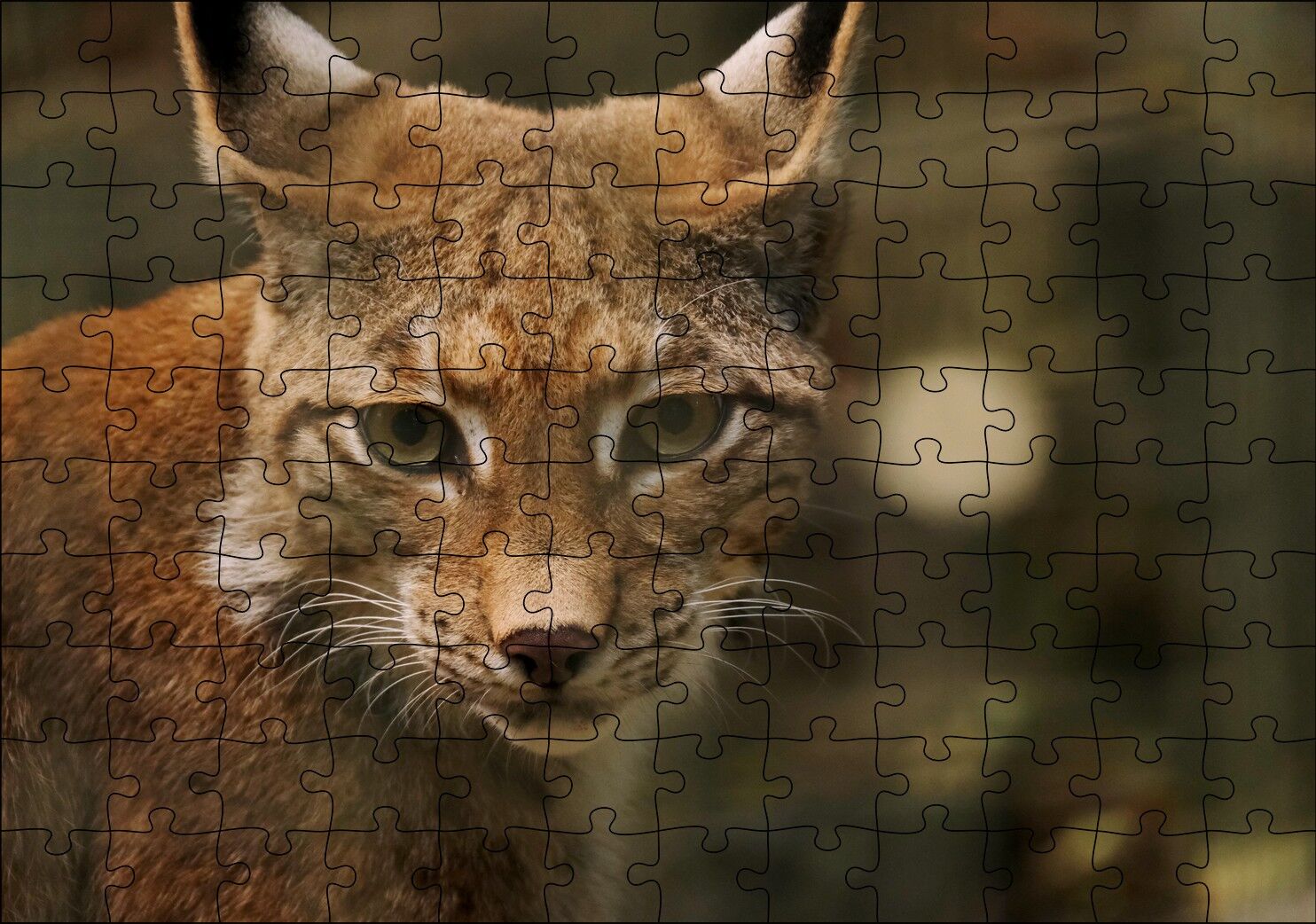 Vaşak Yakın Çekim Flu Arkaplan Puzzle Yapboz MDF Ahşap