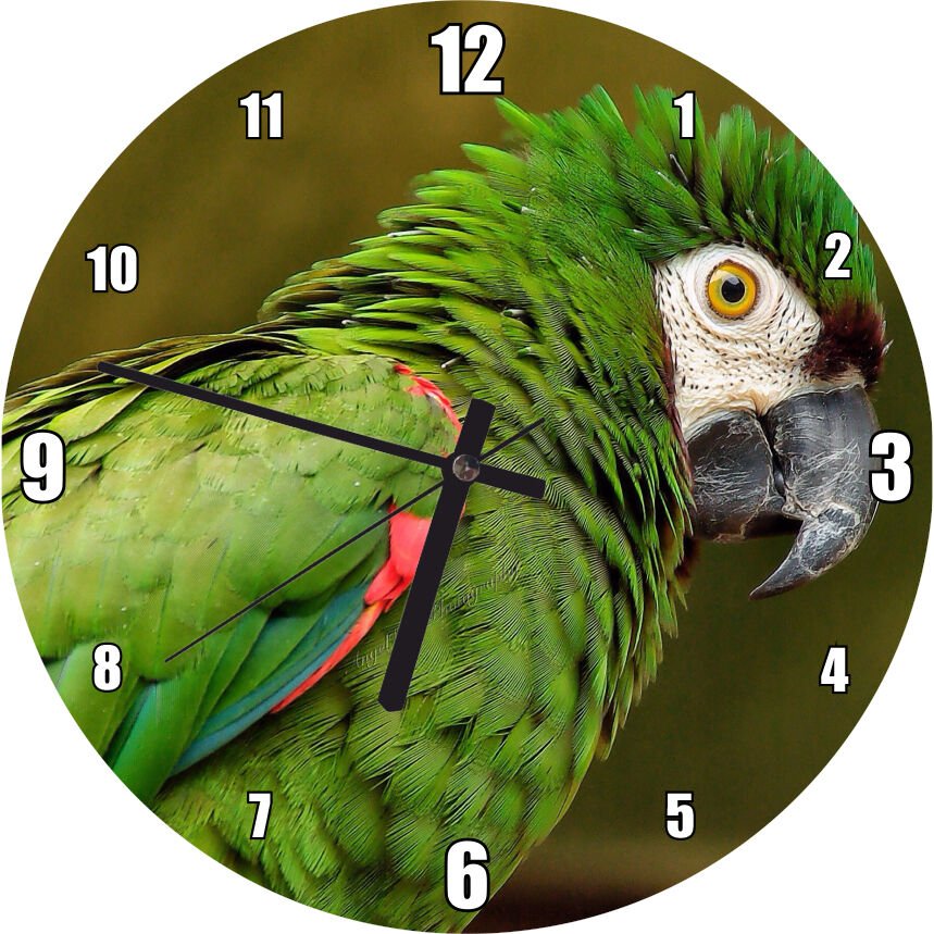 Yeşil Papağan Flu Arkaplan Mdf Ahşap Duvar Saati