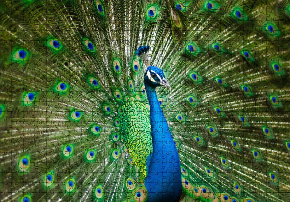 Görkemli Tavus Kuşu Puzzle Yapboz MDF Ahşap 500 Parça 49 cm X 68 cm