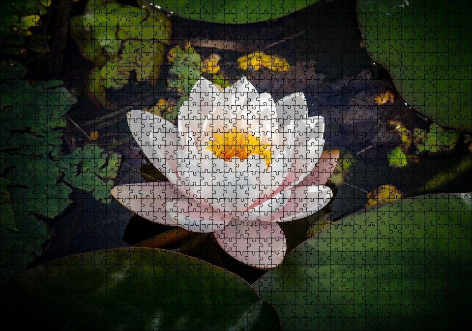 Hint Lotusu Su Üzerinde Görsel Puzzle Yapboz MDF Ahşap 1000 Parça 49 cm X 68 cm