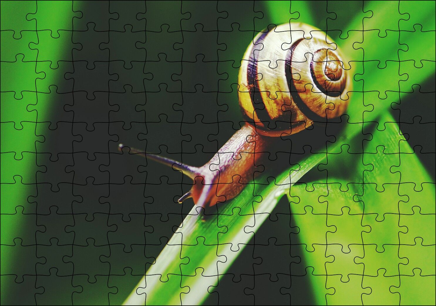 Yeşil Yaprak Üzerindeki Salyangoz Yakın Çekim Puzzle Yapboz MDF Ahşap