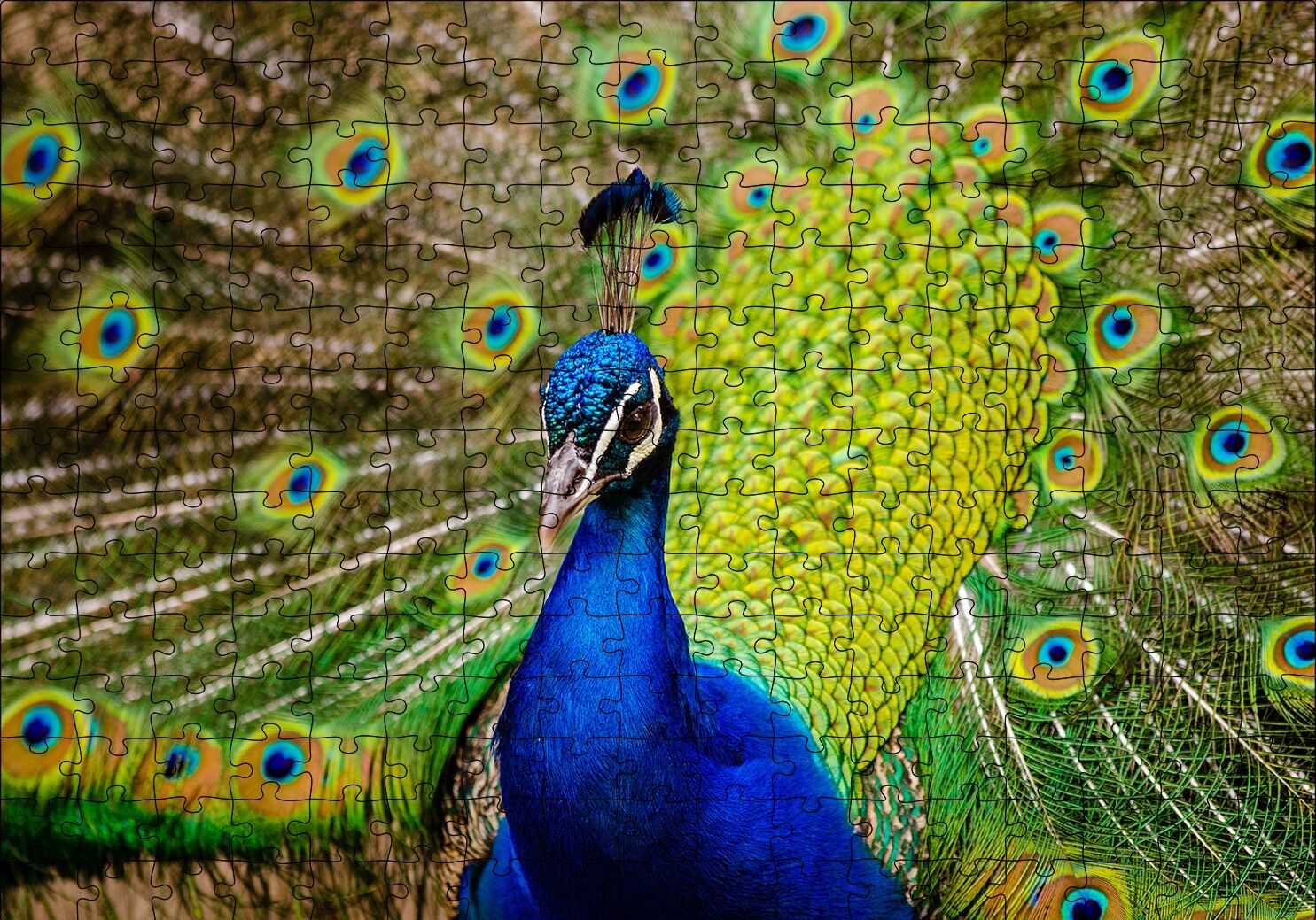 Hint Tavus Kuşu Puzzle Yapboz MDF Ahşap 255 Parça 34 cm X 49 cm