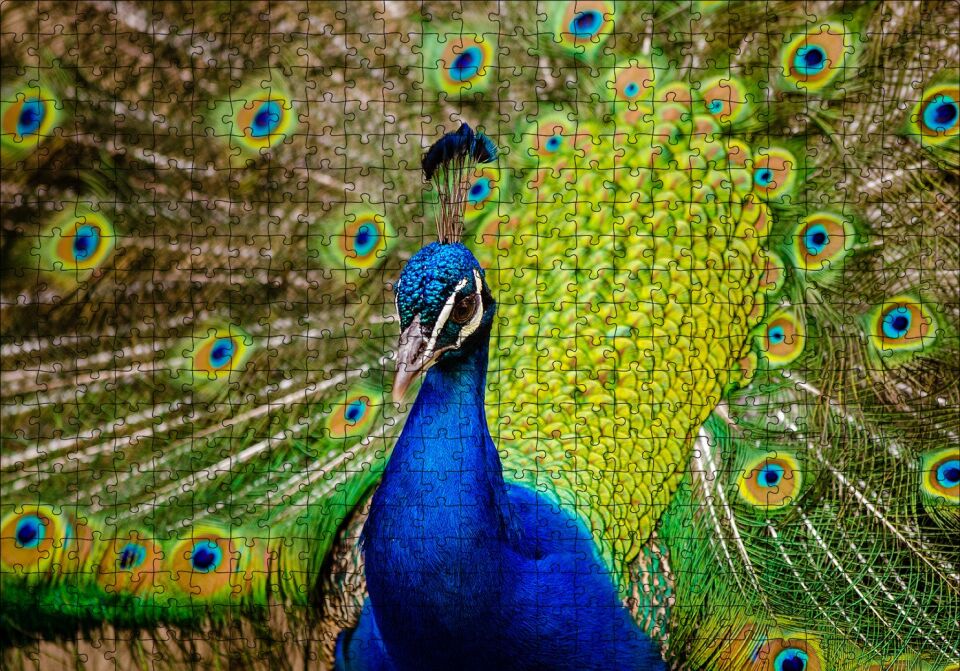 Hint Tavus Kuşu Puzzle Yapboz MDF Ahşap 500 Parça 49 cm X 68 cm