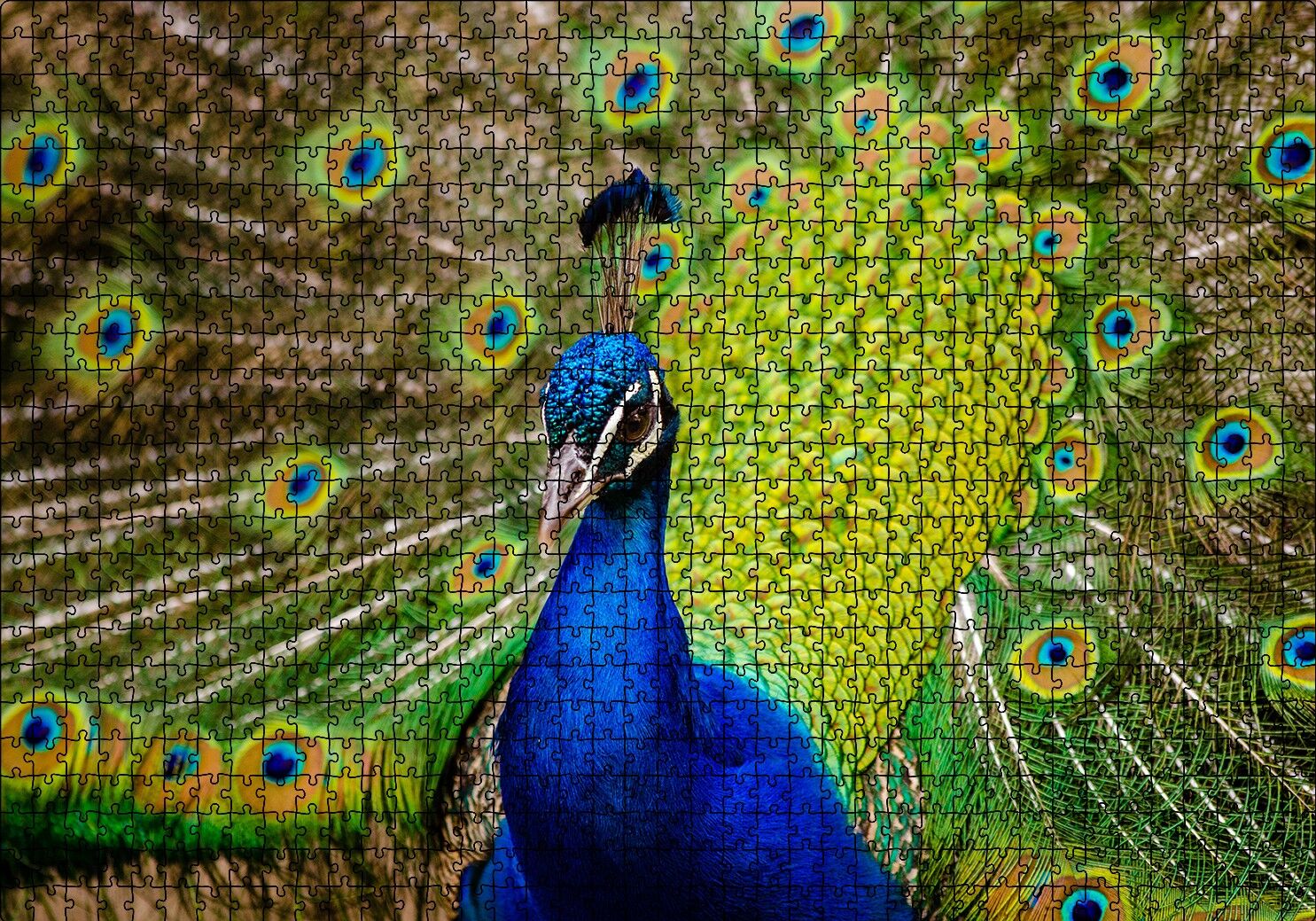 Hint Tavus Kuşu Puzzle Yapboz MDF Ahşap 1000 Parça 49 cm X 68 cm