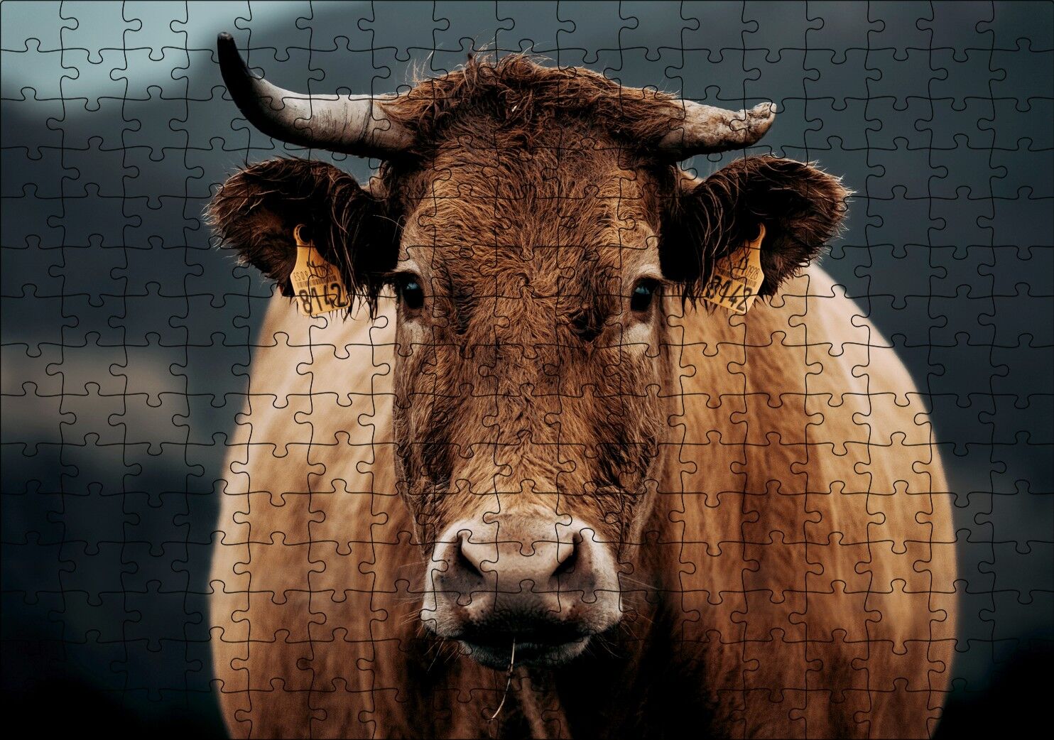 Kahverengi İnek Yakın Çekim Flu Arka Plan Puzzle Yapboz MDF Ahşap 255 Parça 34 cm X 49 cm