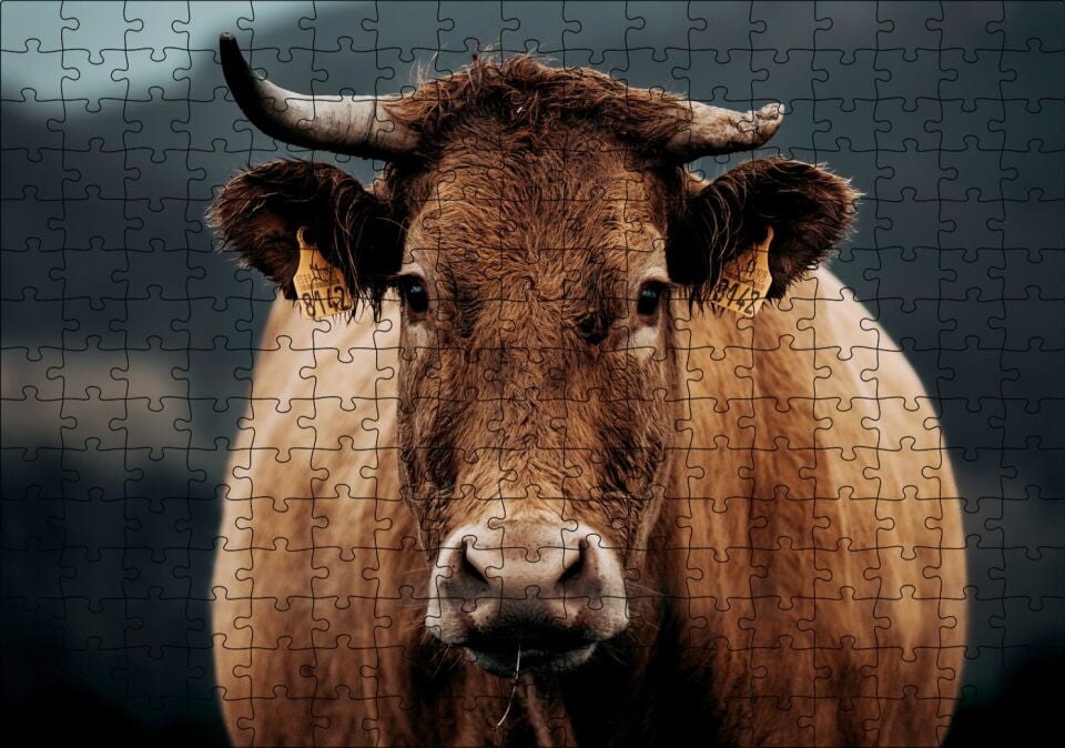 Kahverengi İnek Yakın Çekim Flu Arka Plan Puzzle Yapboz MDF Ahşap 255 Parça 34 cm X 49 cm