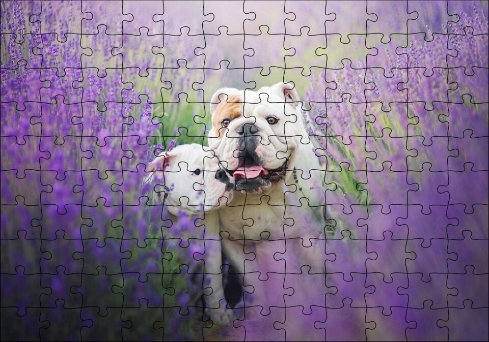 Lavantalar Arasında Bulldoglar Puzzle Yapboz MDF Ahşap