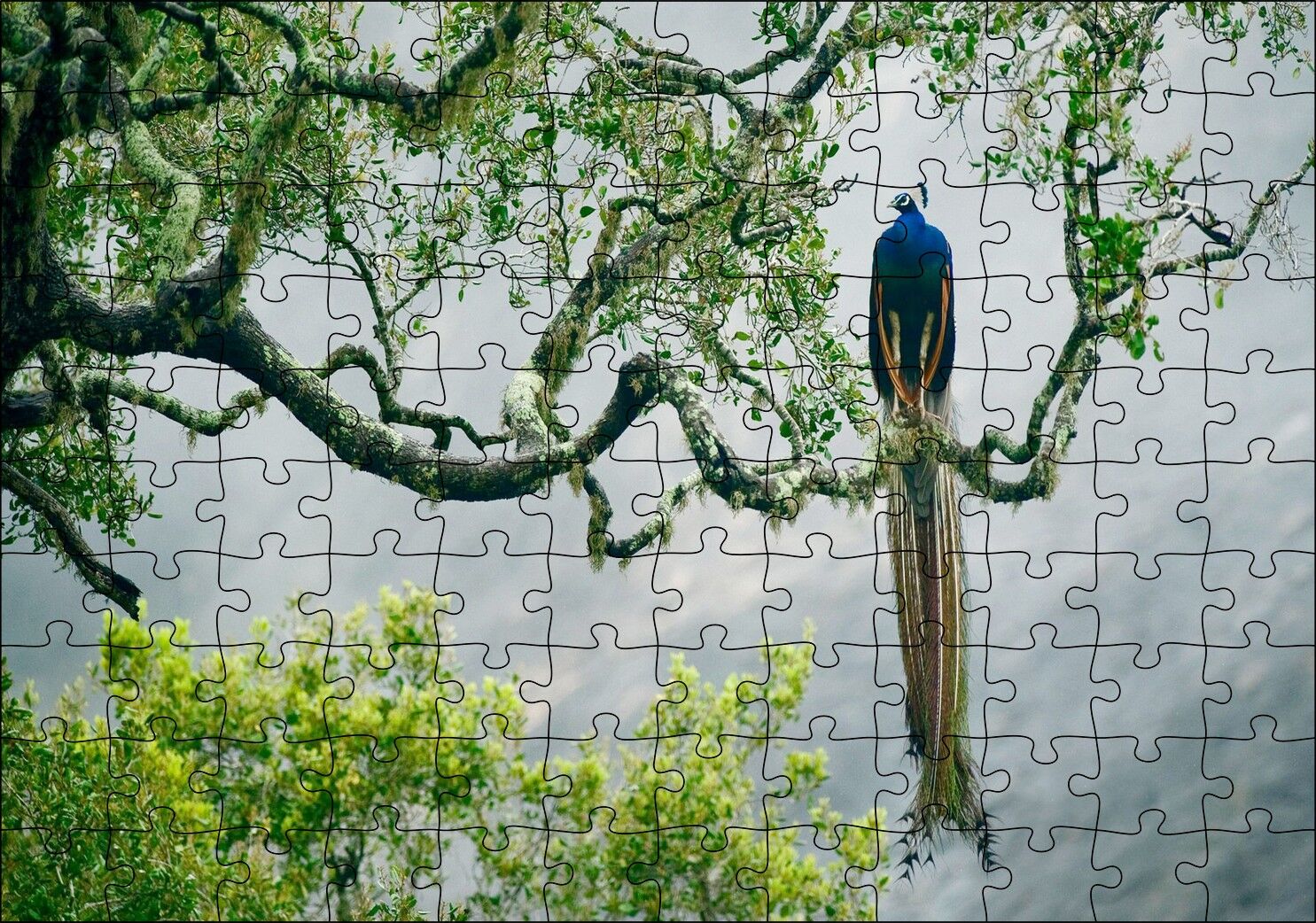 Ağaç Dalındaki Hint Tavuskuşu Puzzle Yapboz MDF Ahşap