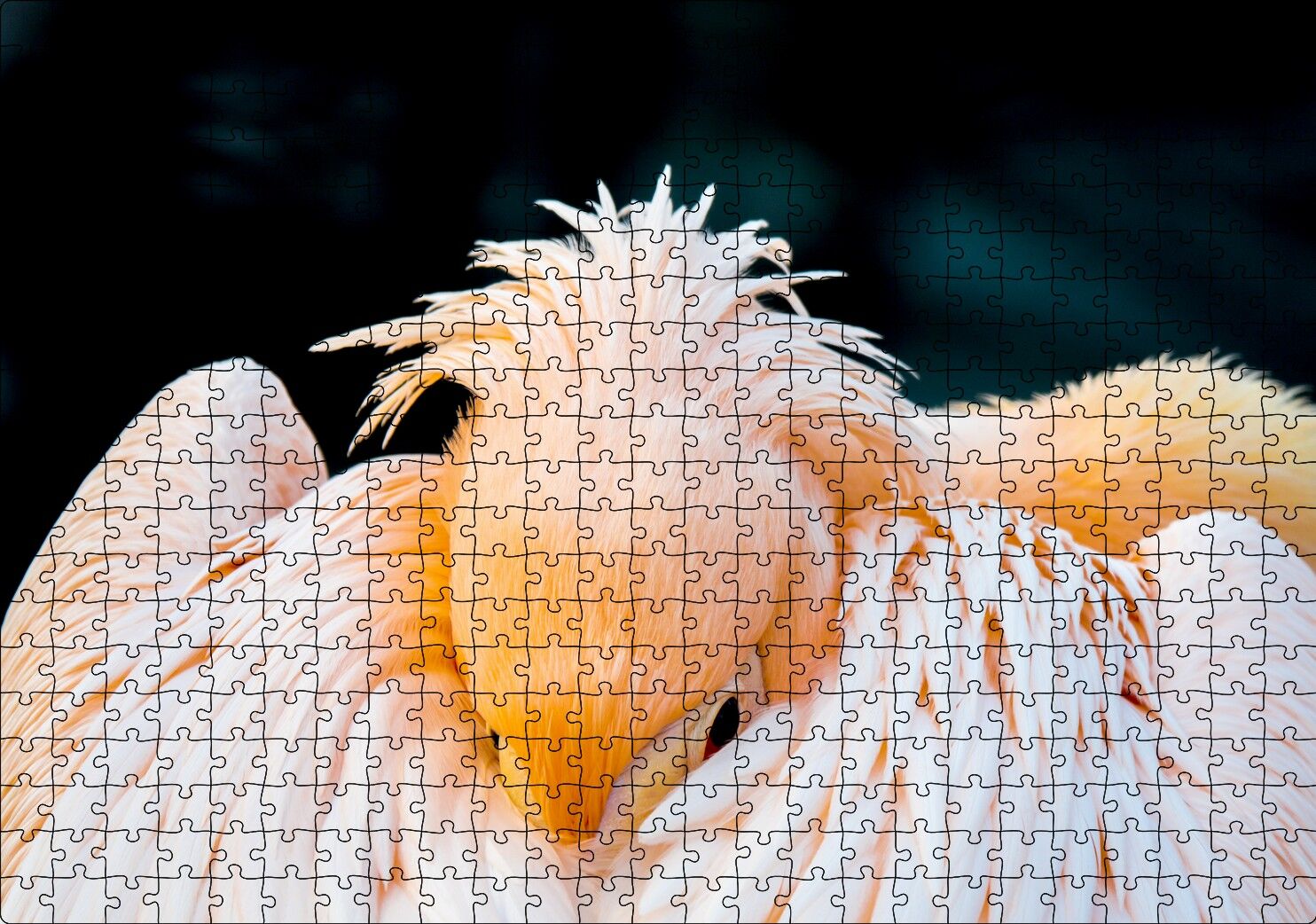 Kanatları Arasına Gömülmüş Pelikan Yakın Çekim Puzzle Yapboz MDF Ahşap 500 Parça 49 cm X 68 cm