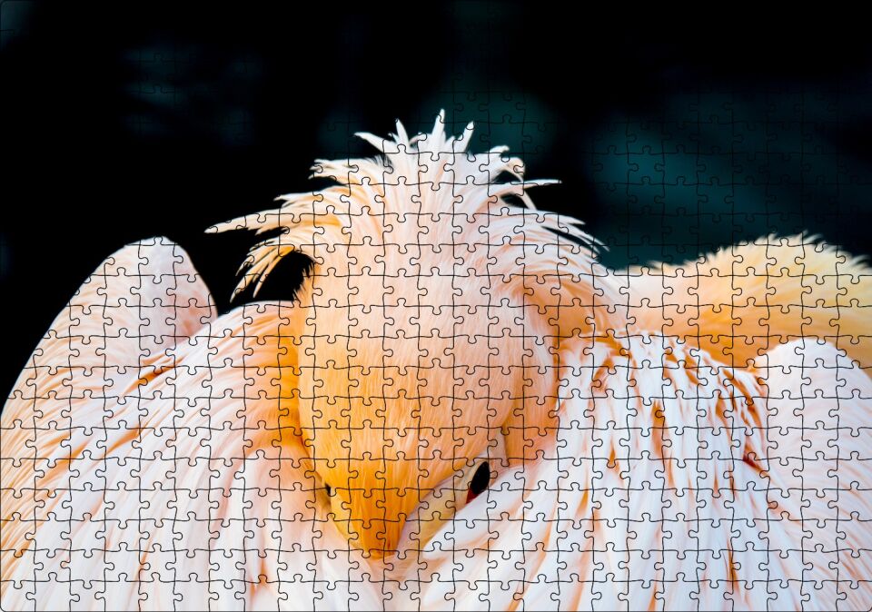 Kanatları Arasına Gömülmüş Pelikan Yakın Çekim Puzzle Yapboz MDF Ahşap 500 Parça 49 cm X 68 cm