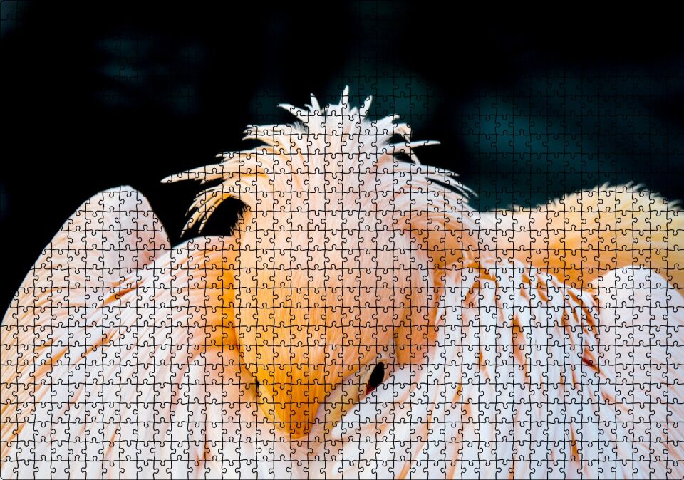 Kanatları Arasına Gömülmüş Pelikan Yakın Çekim Puzzle Yapboz MDF Ahşap 1000 Parça 49 cm X 68 cm