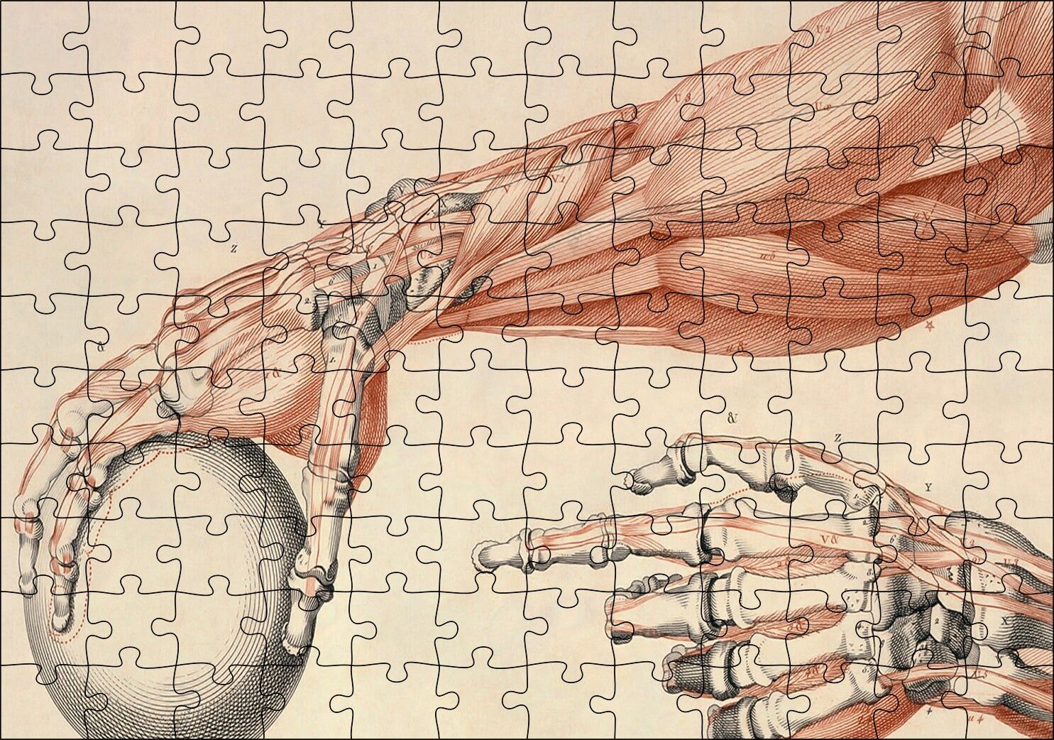 İnsan Anatomisi El Ve Kol Bilye Görseli Puzzle Yapboz MDF Ahşap 120 Parça 24 cm X 34 cm