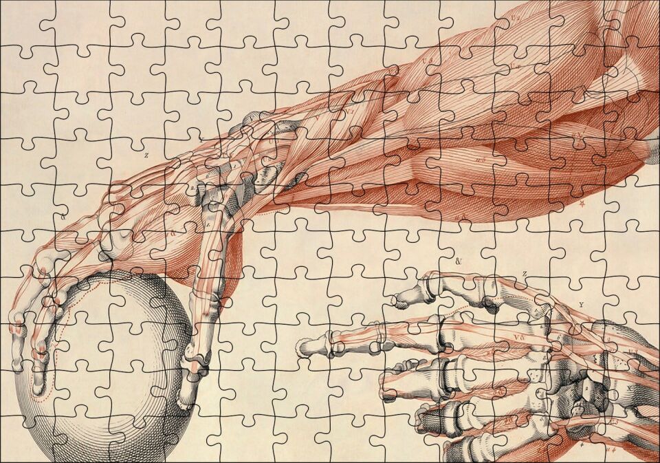 İnsan Anatomisi El Ve Kol Bilye Görseli Puzzle Yapboz MDF Ahşap 120 Parça 24 cm X 34 cm