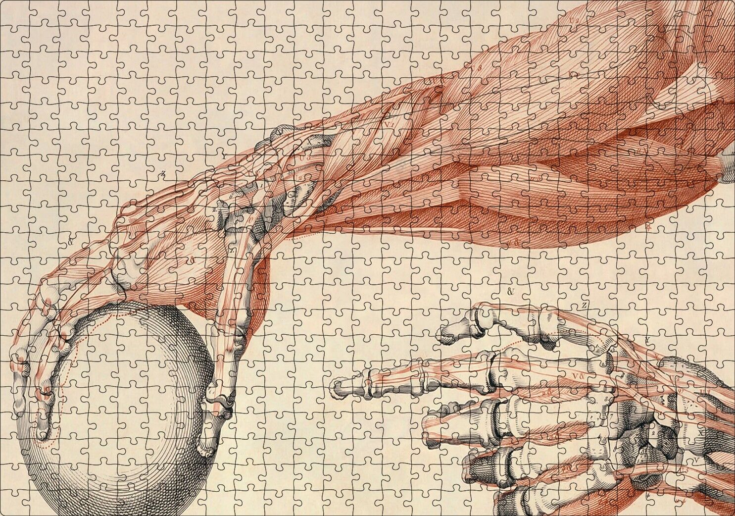 İnsan Anatomisi El Ve Kol Bilye Görseli Puzzle Yapboz MDF Ahşap 500 Parça 49 cm X 68 cm