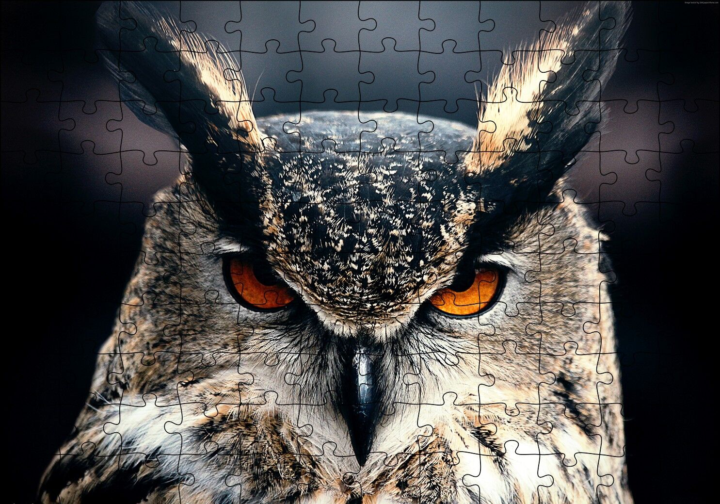 Kalın Kaşlı Baykuş Yakın Plan Puzzle Yapboz MDF Ahşap 120 Parça 24 cm X 34 cm