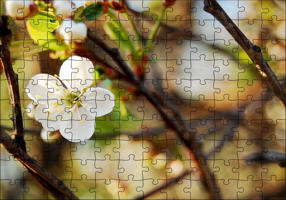 Beyaz Çiçek Arkaplanda Dallar ve Flu Yapraklar Puzzle Yapboz MDF Ahşap